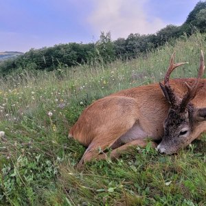 Roe Deer Hunting Romania