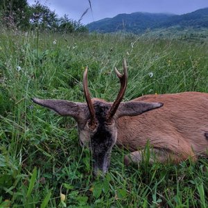 Roe Deer Hunting Romania