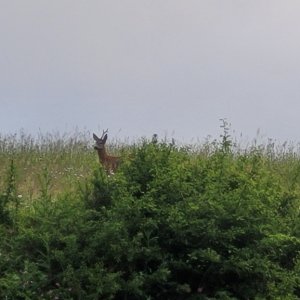 Roe Deer Romania