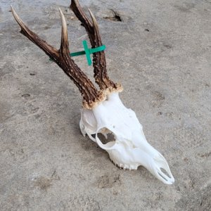 Roe Deer Skull Taxitermy
