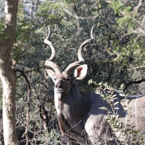 Kudu South Africa