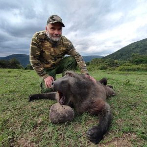 Baboon Hunt Eastern Cape South Africa