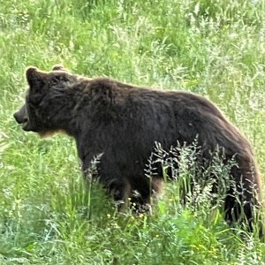 Bear Romania