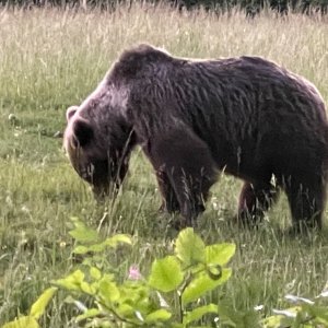 Bear Romania