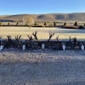 Red Stag Skulls