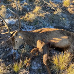 Red Stag Hunt Argentina