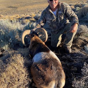 Mouflon Ram Hunt Argentina