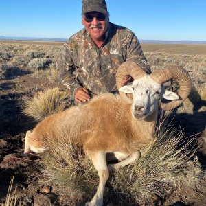 Patagonia Dall Ram Hunt Argentina