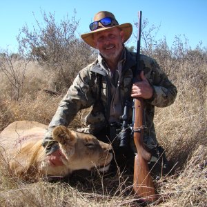 Lioness Hunt Kalahari South Africa