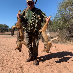 Jackal Hunt South Africa