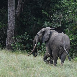 Elephant Bull Gabon