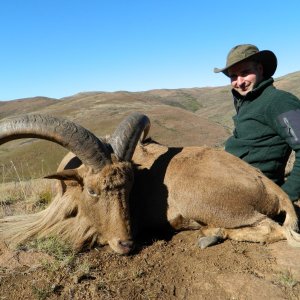 Aoudad Hunting Eastern Cape South Africa