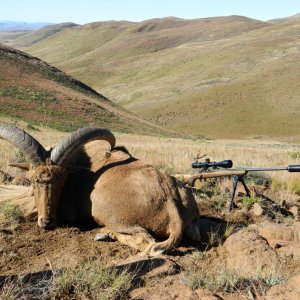 Aoudad Hunting Eastern Cape South Africa