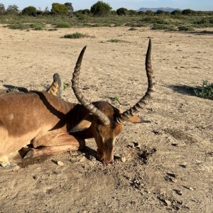 Impala Hunting South Africa