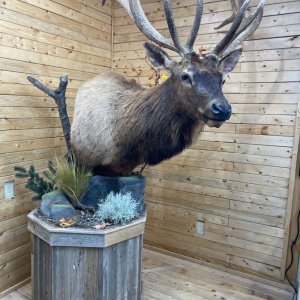 Elk Pedestal Mount Taxidermy