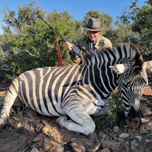 Zebra Hunting Karoo South Africa