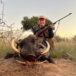 Warthog Hunt Limpopo South Africa