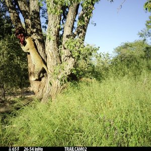 Leopard Trail Camera Namibia