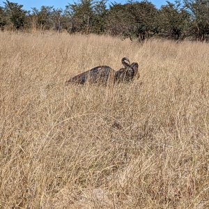 Buffalo Hunt Zimbabwe