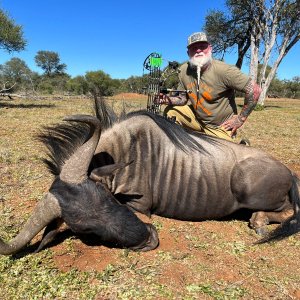 Blue Wildebeest Bow Hunting South Africa