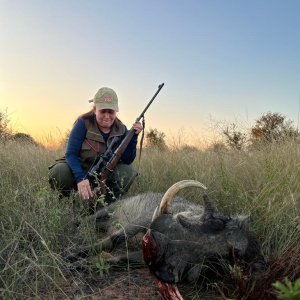 Warthog Hunt Limpopo South Africa