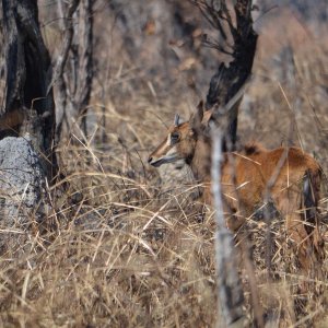 Young Sable Takeri Reserve Zambia