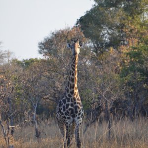 Giraffe Takeri Reserve Zambia