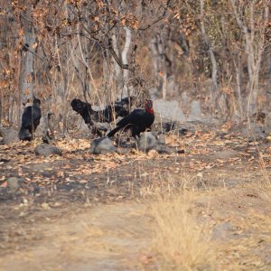 Southern Ground Hornbil Takeri Reserve Zambia