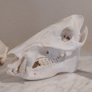 Javelina European Skull Mount