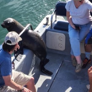 Seal Viewing Boat Trip Walvis Bay Namibia