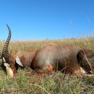 Blesbok Hunt Eastern Cape South Africa