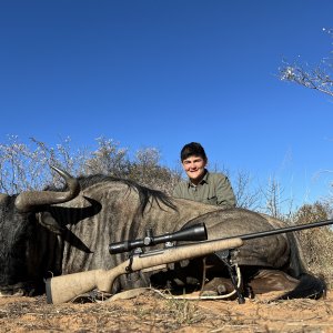 Blue Wildebeest Hunting Thabazimbi Limpopo South Africa