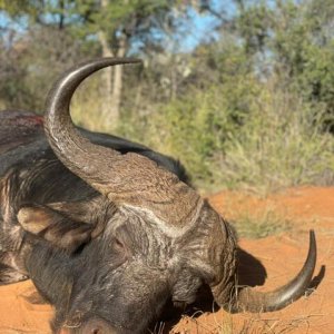 Buffalo Hunting Thabazimbi Limpopo South Africa