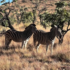 Zebra Thabazimbi Limpopo South Africa