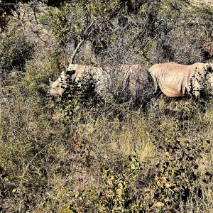 Rhino Thabazimbi Limpopo South Africa