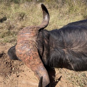 Buffalo Hunt Limpopo South Africa