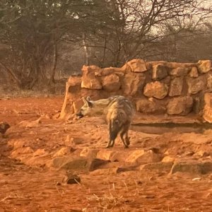 Hyena South Africa