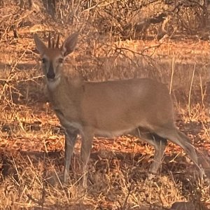 Duiker South Africa