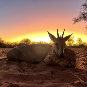 Duiker Hunting South Africa