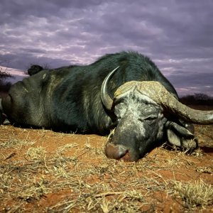 Buffalo Hunting South Africa