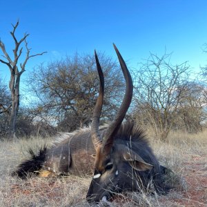 Nyala Hunting South Africa