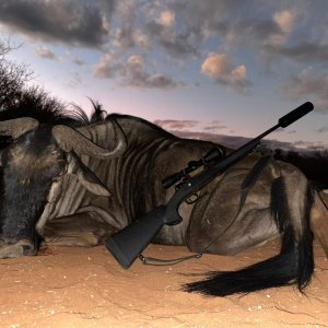 Blue Wildebeest Hunting South Africa