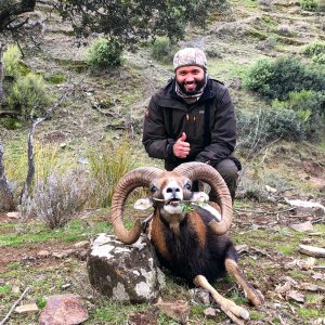 Spain Mouflon Hunt
