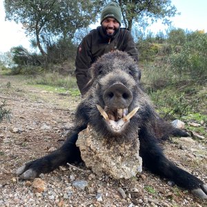 Spain Wildboar