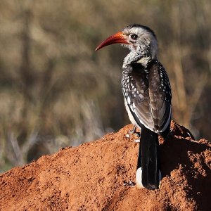 Southern Red-Billed Hornbill South Africa