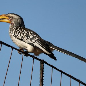 Southern Yellow-Billed Hornbill South Africa