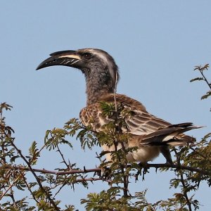 African Grey Bornbill South Africa