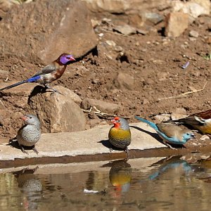 South African Birdlife