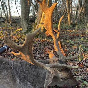 Fallow Deer Hunting United Kingdom
