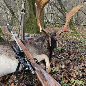 Fallow Deer Hunting United Kingdom